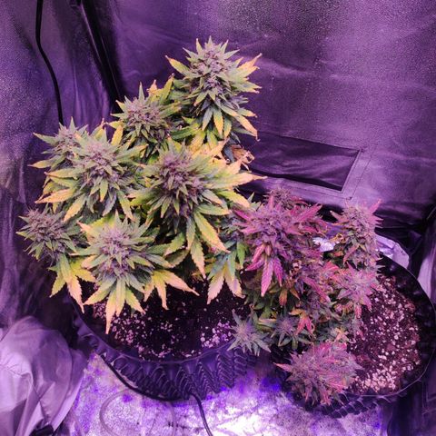 Gorilla Glue Auto growlog timeline photo