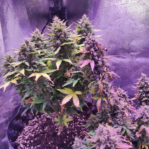 Gorilla Glue Auto growlog timeline photo