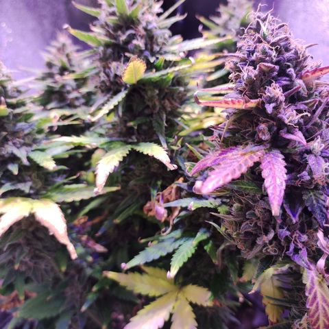 Gorilla Glue Auto growlog timeline photo