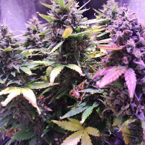 Gorilla Glue Auto growlog timeline photo
