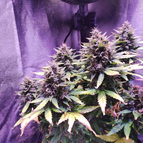 Gorilla Glue Auto growlog timeline photo