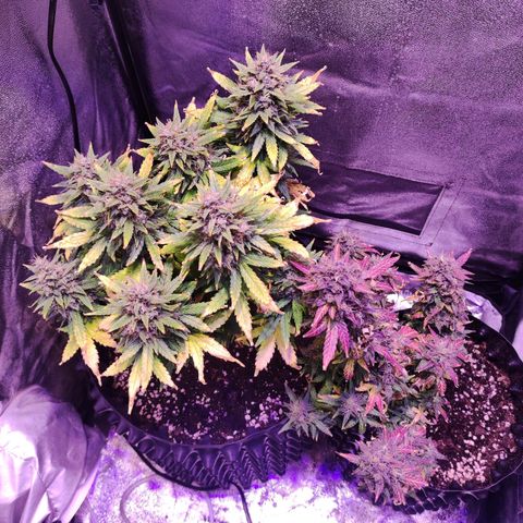 Gorilla Glue Auto growlog timeline photo