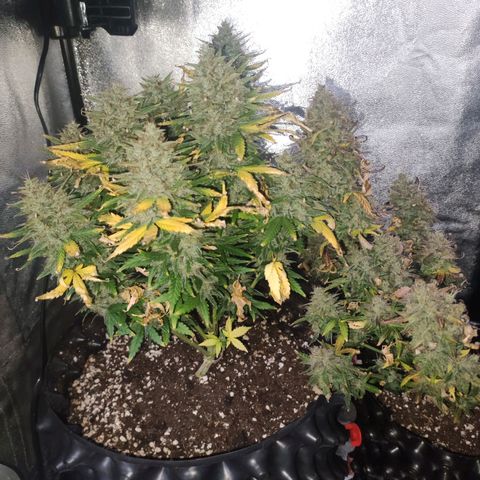 Gorilla Glue Auto growlog timeline photo