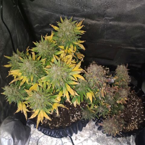 Gorilla Glue Auto growlog timeline photo