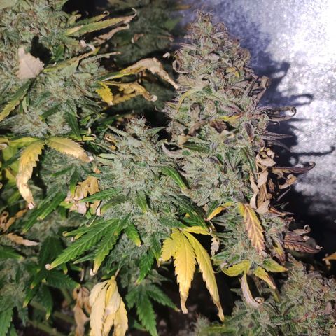 Gorilla Glue Auto growlog timeline photo