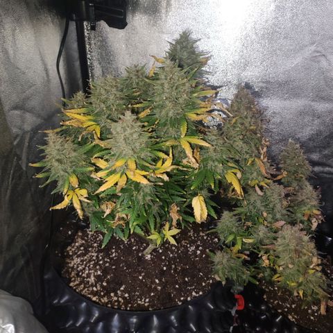 Gorilla Glue Auto growlog timeline photo