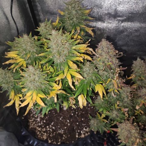 Gorilla Glue Auto growlog timeline photo