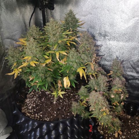 Gorilla Glue Auto growlog timeline photo