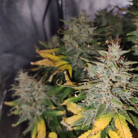 Gorilla Glue Auto growlog timeline photo
