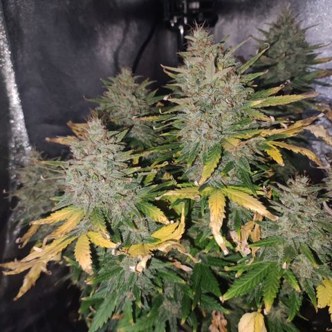 Gorilla Glue Auto growlog timeline photo