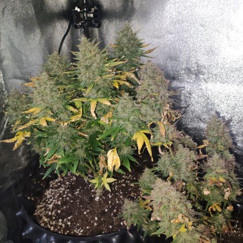 Gorilla Glue Auto growlog timeline photo