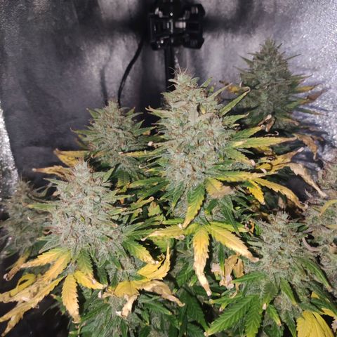 Gorilla Glue Auto growlog timeline photo