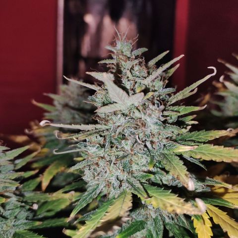 Gorilla Glue Auto growlog timeline photo