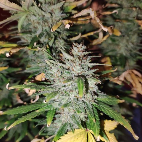 Gorilla Glue Auto growlog timeline photo