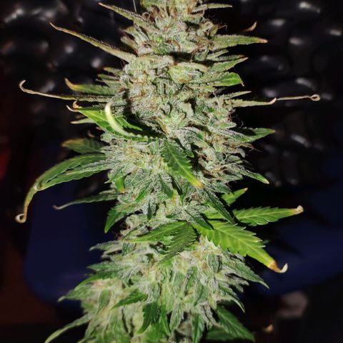 Gorilla Glue Auto growlog timeline photo