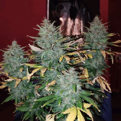Gorilla Glue Auto growlog timeline photo
