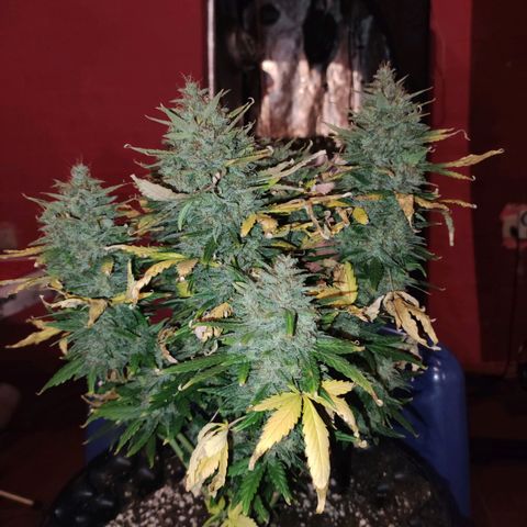 Gorilla Glue Auto growlog timeline photo