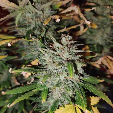 Gorilla Glue Auto growlog timeline photo