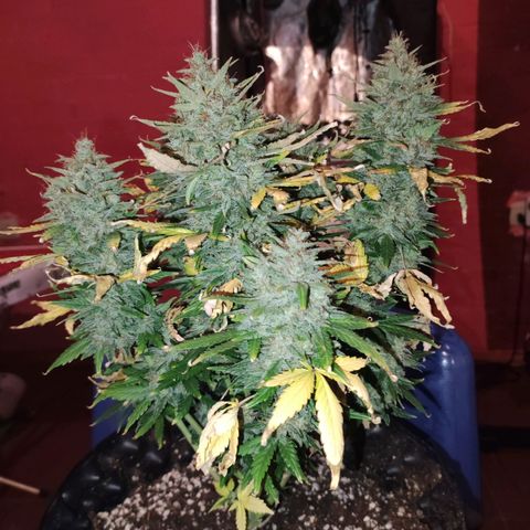 Gorilla Glue Auto growlog timeline photo
