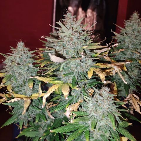 Gorilla Glue Auto growlog timeline photo