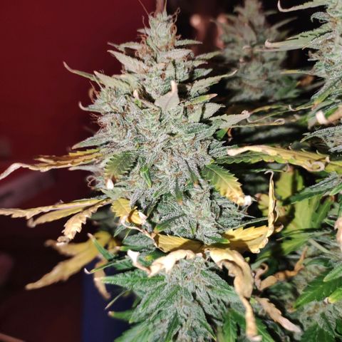 Gorilla Glue Auto growlog timeline photo