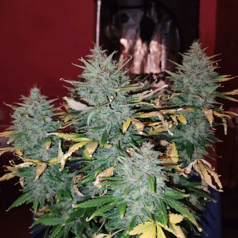 Gorilla Glue Auto growlog timeline photo