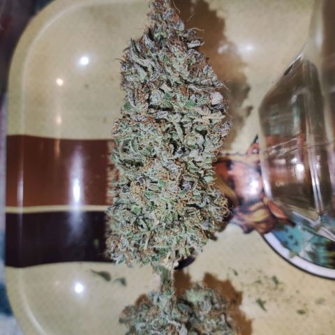 Gorilla Glue Auto growlog timeline photo