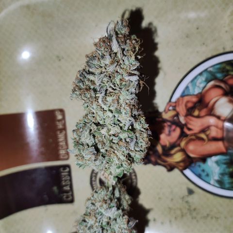 Gorilla Glue Auto growlog timeline photo