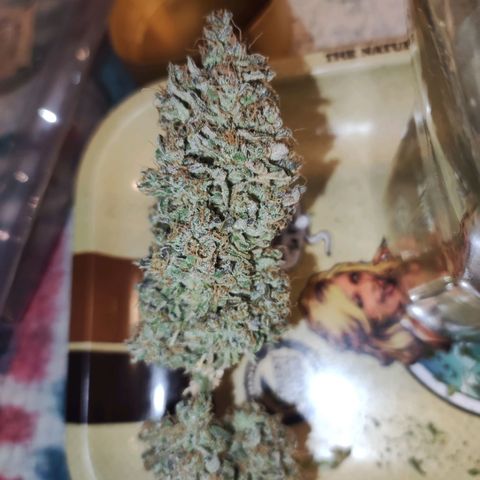 Gorilla Glue Auto growlog timeline photo