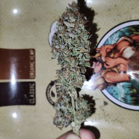 Gorilla Glue Auto growlog timeline photo