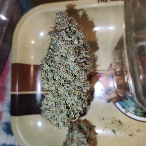 Gorilla Glue Auto growlog timeline photo