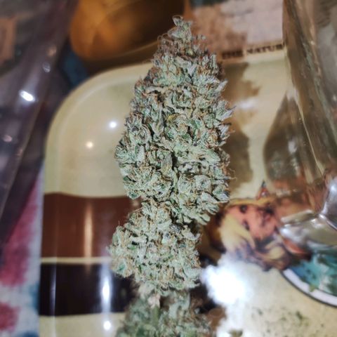Gorilla Glue Auto growlog timeline photo