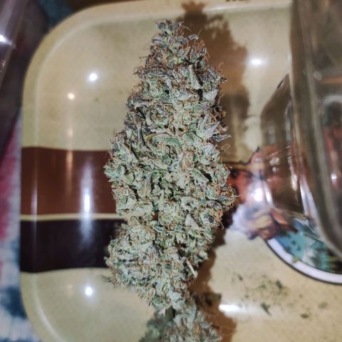 Gorilla Glue Auto growlog timeline photo