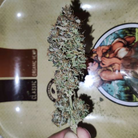 Gorilla Glue Auto growlog timeline photo