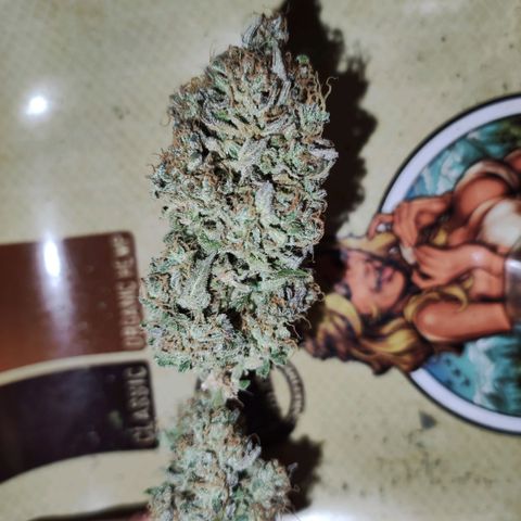 Gorilla Glue Auto growlog timeline photo