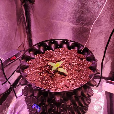 Gorilla Ghost growlog timeline photo
