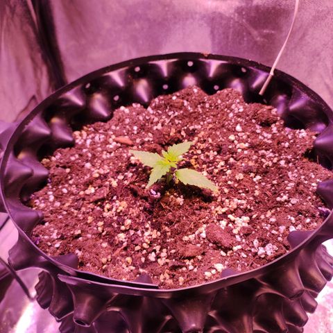 Gorilla Ghost growlog timeline photo