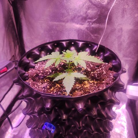 Gorilla Ghost growlog timeline photo