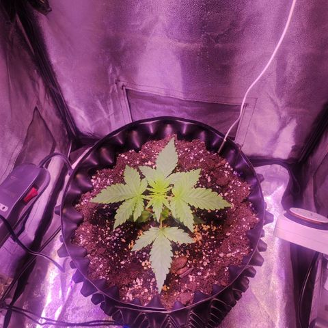 Gorilla Ghost growlog timeline photo