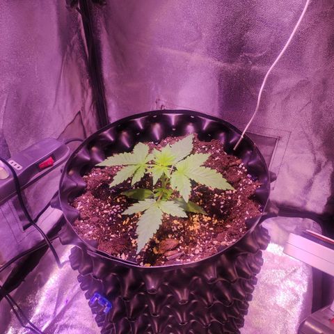 Gorilla Ghost growlog timeline photo