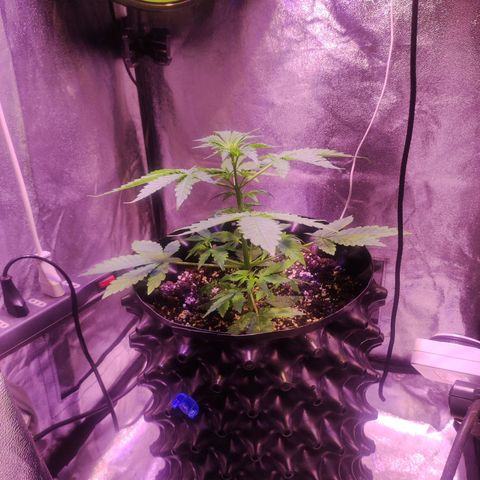 Gorilla Ghost growlog timeline photo
