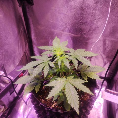 Gorilla Ghost growlog timeline photo