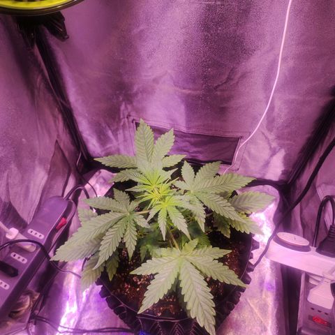 Gorilla Ghost growlog timeline photo
