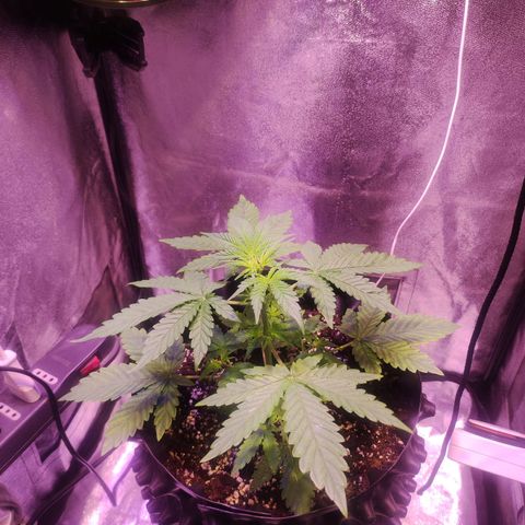 Gorilla Ghost growlog timeline photo