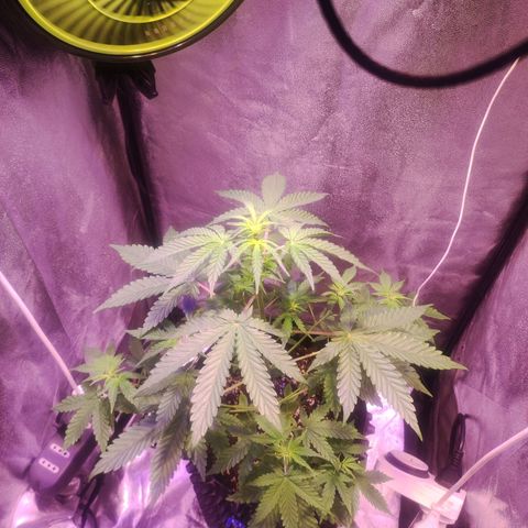 Gorilla Ghost growlog timeline photo