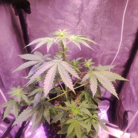 Gorilla Ghost growlog timeline photo