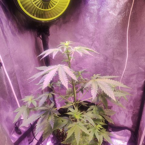 Gorilla Ghost growlog timeline photo