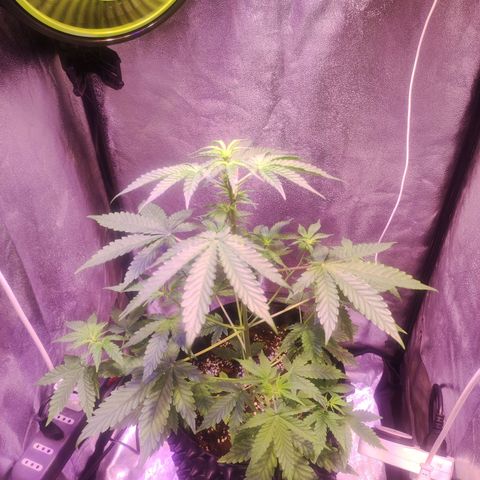 Gorilla Ghost growlog timeline photo