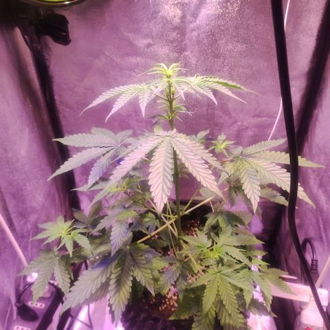 Gorilla Ghost growlog timeline photo