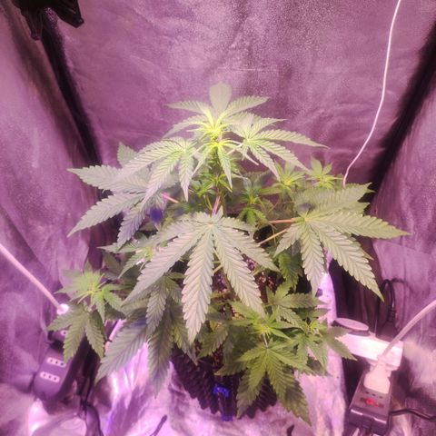Gorilla Ghost growlog timeline photo
